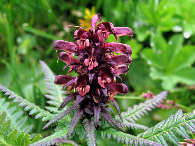 Pedicularis recutita L. / Pedicolare alata
